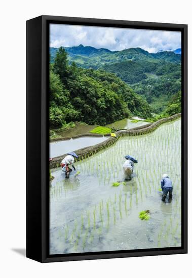 People Harvesting in the Rice Terraces of Banaue, Northern Luzon, Philippines, Southeast Asia, Asia-Michael Runkel-Framed Stretched Canvas