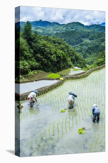 People Harvesting in the Rice Terraces of Banaue, Northern Luzon, Philippines, Southeast Asia, Asia-Michael Runkel-Stretched Canvas