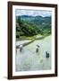 People Harvesting in the Rice Terraces of Banaue, Northern Luzon, Philippines, Southeast Asia, Asia-Michael Runkel-Framed Photographic Print