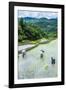 People Harvesting in the Rice Terraces of Banaue, Northern Luzon, Philippines, Southeast Asia, Asia-Michael Runkel-Framed Photographic Print