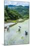 People Harvesting in the Rice Terraces of Banaue, Northern Luzon, Philippines, Southeast Asia, Asia-Michael Runkel-Mounted Photographic Print