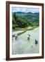 People Harvesting in the Rice Terraces of Banaue, Northern Luzon, Philippines, Southeast Asia, Asia-Michael Runkel-Framed Photographic Print