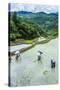 People Harvesting in the Rice Terraces of Banaue, Northern Luzon, Philippines, Southeast Asia, Asia-Michael Runkel-Stretched Canvas