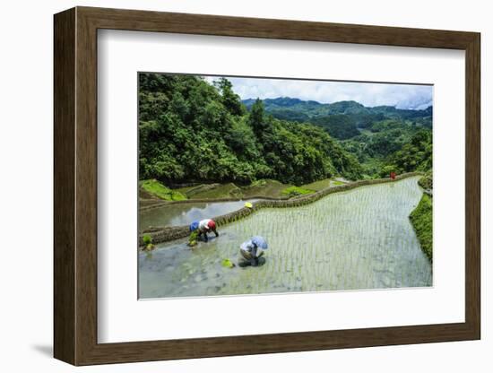 People Harvesting in the Rice Terraces of Banaue, Northern Luzon, Philippines, Southeast Asia, Asia-Michael Runkel-Framed Photographic Print