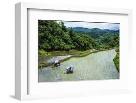 People Harvesting in the Rice Terraces of Banaue, Northern Luzon, Philippines, Southeast Asia, Asia-Michael Runkel-Framed Photographic Print