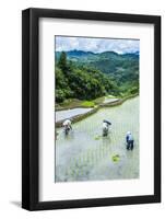 People Harvesting in the Rice Terraces of Banaue, Northern Luzon, Philippines, Southeast Asia, Asia-Michael Runkel-Framed Photographic Print