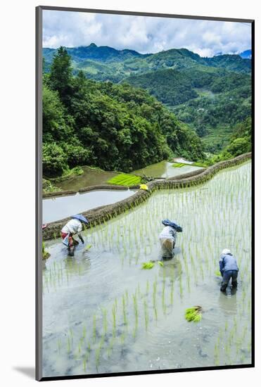 People Harvesting in the Rice Terraces of Banaue, Northern Luzon, Philippines, Southeast Asia, Asia-Michael Runkel-Mounted Photographic Print