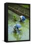 People Harvesting in the UNESCO World Heritage Site of Banaue, Northern Luzon, Philippines-Michael Runkel-Framed Stretched Canvas