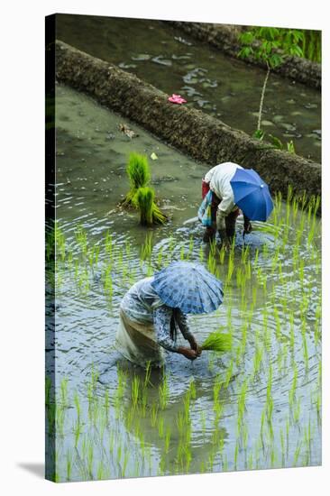 People Harvesting in the UNESCO World Heritage Site of Banaue, Northern Luzon, Philippines-Michael Runkel-Stretched Canvas