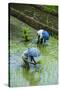 People Harvesting in the UNESCO World Heritage Site of Banaue, Northern Luzon, Philippines-Michael Runkel-Stretched Canvas