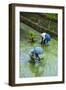 People Harvesting in the UNESCO World Heritage Site of Banaue, Northern Luzon, Philippines-Michael Runkel-Framed Photographic Print