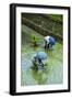 People Harvesting in the UNESCO World Heritage Site of Banaue, Northern Luzon, Philippines-Michael Runkel-Framed Photographic Print