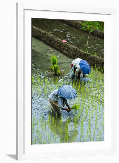 People Harvesting in the UNESCO World Heritage Site of Banaue, Northern Luzon, Philippines-Michael Runkel-Framed Photographic Print