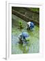 People Harvesting in the UNESCO World Heritage Site of Banaue, Northern Luzon, Philippines-Michael Runkel-Framed Photographic Print