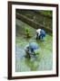 People Harvesting in the UNESCO World Heritage Site of Banaue, Northern Luzon, Philippines-Michael Runkel-Framed Photographic Print