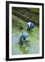 People Harvesting in the UNESCO World Heritage Site of Banaue, Northern Luzon, Philippines-Michael Runkel-Framed Photographic Print