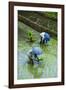 People Harvesting in the UNESCO World Heritage Site of Banaue, Northern Luzon, Philippines-Michael Runkel-Framed Photographic Print