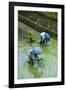 People Harvesting in the UNESCO World Heritage Site of Banaue, Northern Luzon, Philippines-Michael Runkel-Framed Photographic Print