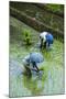 People Harvesting in the UNESCO World Heritage Site of Banaue, Northern Luzon, Philippines-Michael Runkel-Mounted Photographic Print