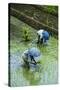 People Harvesting in the UNESCO World Heritage Site of Banaue, Northern Luzon, Philippines-Michael Runkel-Stretched Canvas