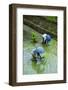 People Harvesting in the UNESCO World Heritage Site of Banaue, Northern Luzon, Philippines-Michael Runkel-Framed Photographic Print