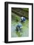 People Harvesting in the UNESCO World Heritage Site of Banaue, Northern Luzon, Philippines-Michael Runkel-Framed Photographic Print