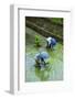 People Harvesting in the UNESCO World Heritage Site of Banaue, Northern Luzon, Philippines-Michael Runkel-Framed Photographic Print