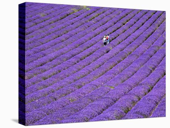 People in Lavender Field, Lordington Lavender Farm, Lordington, West Sussex, England, UK, Europe-Jean Brooks-Stretched Canvas