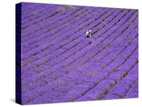 People in Lavender Field, Lordington Lavender Farm, Lordington, West Sussex, England, UK, Europe-Jean Brooks-Stretched Canvas