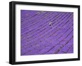 People in Lavender Field, Lordington Lavender Farm, Lordington, West Sussex, England, UK, Europe-Jean Brooks-Framed Photographic Print