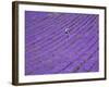 People in Lavender Field, Lordington Lavender Farm, Lordington, West Sussex, England, UK, Europe-Jean Brooks-Framed Photographic Print