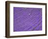 People in Lavender Field, Lordington Lavender Farm, Lordington, West Sussex, England, UK, Europe-Jean Brooks-Framed Photographic Print