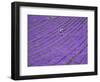 People in Lavender Field, Lordington Lavender Farm, Lordington, West Sussex, England, UK, Europe-Jean Brooks-Framed Photographic Print