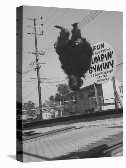 People Jumping on Trampolines-Ralph Crane-Stretched Canvas