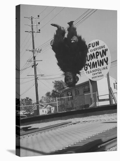 People Jumping on Trampolines-Ralph Crane-Stretched Canvas