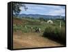 People Leaving Church on a Sunday, Fort Portal, Uganda, East Africa, Africa-David Poole-Framed Stretched Canvas