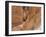 People on Trail, Bryce Canyon National Park, Utah, United States of America, North America-Jean Brooks-Framed Photographic Print