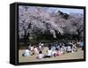 People Partying Under Cherry Blossoms, Shinjuku Park, Shinjuku, Tokyo, Honshu, Japan-null-Framed Stretched Canvas