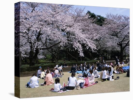 People Partying Under Cherry Blossoms, Shinjuku Park, Shinjuku, Tokyo, Honshu, Japan-null-Stretched Canvas