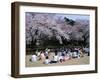 People Partying Under Cherry Blossoms, Shinjuku Park, Shinjuku, Tokyo, Honshu, Japan-null-Framed Premium Photographic Print