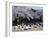 People Partying Under Cherry Blossoms, Shinjuku Park, Shinjuku, Tokyo, Honshu, Japan-null-Framed Premium Photographic Print