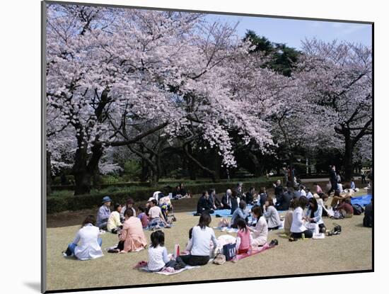 People Partying Under Cherry Blossoms, Shinjuku Park, Shinjuku, Tokyo, Honshu, Japan-null-Mounted Premium Photographic Print