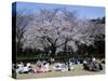 People Partying Under Cherry Blossoms, Shinjuku Park, Shinjuku, Tokyo, Honshu, Japan-null-Stretched Canvas
