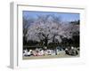 People Partying Under Cherry Blossoms, Shinjuku Park, Shinjuku, Tokyo, Honshu, Japan-null-Framed Photographic Print