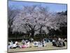 People Partying Under Cherry Blossoms, Shinjuku Park, Shinjuku, Tokyo, Honshu, Japan-null-Mounted Photographic Print