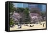 People Relaxing and Picnicking Amongst Beautiful Cherry Blossom, Tokyo Imperial Palace East Gardens-Martin Child-Framed Stretched Canvas