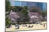 People Relaxing and Picnicking Amongst Beautiful Cherry Blossom, Tokyo Imperial Palace East Gardens-Martin Child-Mounted Photographic Print