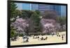 People Relaxing and Picnicking Amongst Beautiful Cherry Blossom, Tokyo Imperial Palace East Gardens-Martin Child-Framed Photographic Print