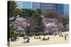 People Relaxing and Picnicking Amongst Beautiful Cherry Blossom, Tokyo Imperial Palace East Gardens-Martin Child-Stretched Canvas