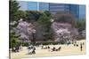 People Relaxing and Picnicking Amongst Beautiful Cherry Blossom, Tokyo Imperial Palace East Gardens-Martin Child-Stretched Canvas